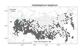 Hylotelephium telephium, Очитник обыкновенный (L.) H.Ohba, Атлас флоры России (FLORUS) (Россия)
