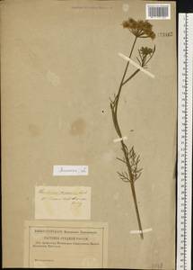 Кадения сомнительная (Schkuhr) Lavrova & V.N.Tikhom., Восточная Европа, Центральный лесостепной район (E6) (Россия)