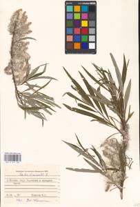 Ива прутовидная, Ива корзиночная L., Восточная Европа, Московская область и Москва (E4a) (Россия)