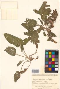 Жерушник земноводный (L.) Besser, Восточная Европа, Средневолжский район (E8) (Россия)