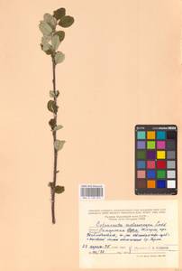 Кизильник рыхлоцветковый (J.Jacq.) Lindl., Восточная Европа, Средневолжский район (E8) (Россия)