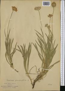 Lomelosia graminifolia (L.) Greuter & Burdet, Западная Европа (EUR) (Италия)