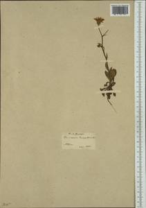 Crepis zacintha (L.) Babc., Западная Европа (EUR) (Греция)