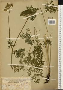 Гирча тминолистная (L.) L., Восточная Европа, Волжско-Камский район (E7) (Россия)