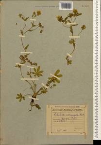 Лапчатка распростертая Willd., Кавказ, Грузия (K4) (Грузия)