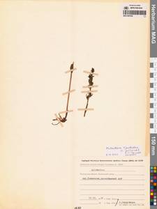 Любка комарниковая (L.f.) Lindl., Сибирь, Чукотка и Камчатка (S7) (Россия)