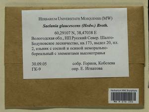Saelania glaucescens (Hedw.) Broth., Гербарий мохообразных, Мхи - Архангельская и Вологодская области, Коми, Ненецкий АО (B7) (Россия)