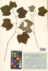 Ampelopsis glandulosa var. brevipedunculata (Maxim.) Momiy., Сибирь, Дальний Восток (S6) (Россия)
