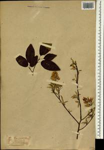 Amelanchier asiatica (Siebold & Zucc.) Endl. ex Walp., Зарубежная Азия (ASIA) (Япония)