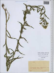Achillea salicifolia subsp. salicifolia, Сибирь, Алтай и Саяны (S2) (Россия)