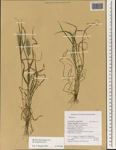 Bromus chrysopogon Viv., Зарубежная Азия (ASIA) (Кипр)