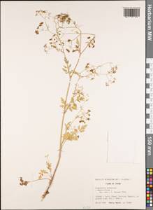 Pimpinella scaberula (Franch.) H. Boissieu, Зарубежная Азия (ASIA) (КНР)
