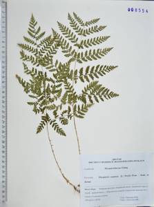 Щитовник распростертый (C.Presl) Fraser-Jenk. & Jermy, Сибирь, Дальний Восток (S6) (Россия)