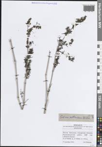 Подмаренник русский Willd., Восточная Европа, Средневолжский район (E8) (Россия)