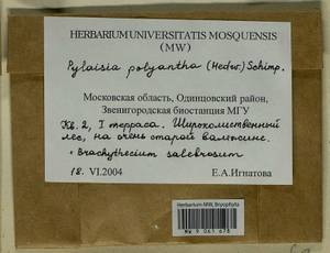 Brachythecium salebrosum (Hoffm. ex F. Weber & D. Mohr) Schimp., Гербарий мохообразных, Мхи - Москва и Московская область (B6a) (Россия)