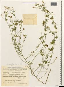 Medicago lessingii Fisch. & C.A.Mey. ex Kar., Кавказ, Ставропольский край, Карачаево-Черкесия, Кабардино-Балкария (K1b) (Россия)