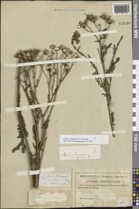 Якобея обыкновенная, Восточная Европа, Центральный лесостепной район (E6) (Россия)