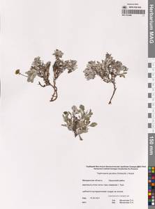 Пепельник якутский (Schischk.) Holub, Сибирь, Чукотка и Камчатка (S7) (Россия)