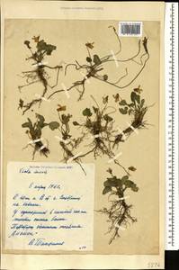 Фиалка приятная M. Bieb., Кавказ, Ставропольский край, Карачаево-Черкесия, Кабардино-Балкария (K1b) (Россия)