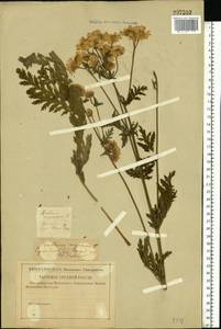 Tanacetum corymbosum subsp. corymbosum, Восточная Европа, Нижневолжский район (E9) (Россия)