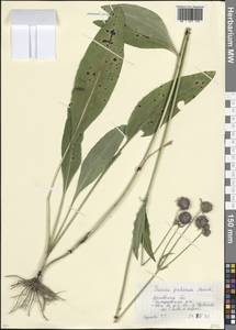 Сивец луговой Moench, Восточная Европа, Московская область и Москва (E4a) (Россия)