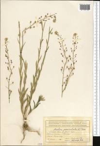 Неслия метельчатая (L.) Desv., Средняя Азия и Казахстан, Северный и Центральный Тянь-Шань (M4) (Киргизия)