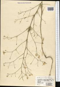 Delphinium barbatum Bunge, Средняя Азия и Казахстан, Памир и Памиро-Алай (M2) (Узбекистан)