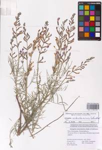 Astragalus astrachanicus Sytin & Laktionov, Восточная Европа, Нижневолжский район (E9) (Россия)