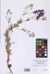 Delphinium consolida subsp. consolida, Восточная Европа, Московская область и Москва (E4a) (Россия)