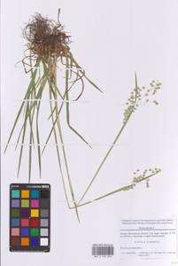 Трясунка средняя L., Восточная Европа, Московская область и Москва (E4a) (Россия)