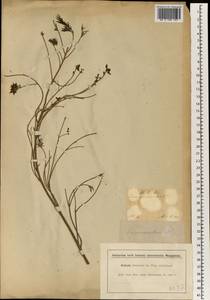 Erica urceolata (Klotzsch) E. G. H. Oliv., Африка (AFR) (ЮАР)