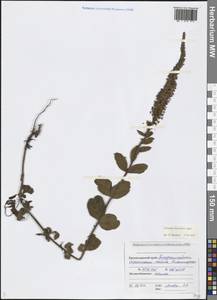 Вероника Барелье H.Schott ex Roem. & Schult., Кавказ, Черноморское побережье (от Новороссийска до Адлера) (K3) (Россия)