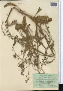 Lindelofia anchusoides subsp. anchusoides, Средняя Азия и Казахстан, Западный Тянь-Шань и Каратау (M3) (Узбекистан)