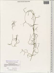 Рдест маленький L., Кавказ, Азербайджан (K6) (Азербайджан)