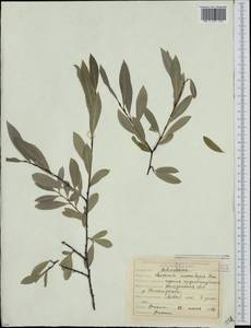 Кореянка земляничниколистная, Чозения (Pall.) A. K. Skvortsov, Сибирь, Чукотка и Камчатка (S7) (Россия)
