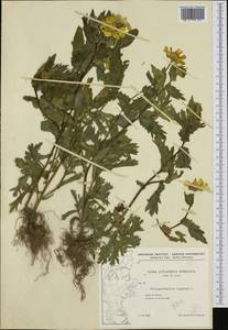 Златоцвет посевной, Хризантема посевная (L.) Fourr., Западная Европа (EUR) (Дания)