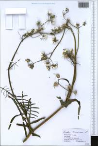 Sonchus tenerrimus L., Зарубежная Азия (ASIA) (Израиль)