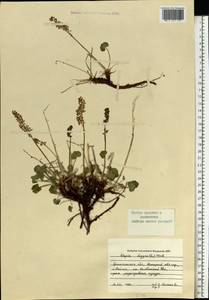 Кисличник двустолбиковый (L.) Hill, Восточная Европа, Северный район (E1) (Россия)