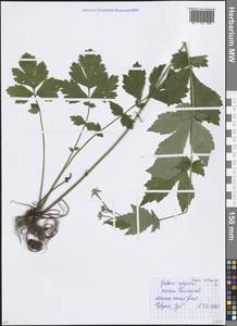 Гравилат городской L., Восточная Европа, Московская область и Москва (E4a) (Россия)