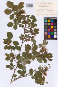 Rosa × andegavensis Bastard, Восточная Европа, Центральный лесостепной район (E6) (Россия)