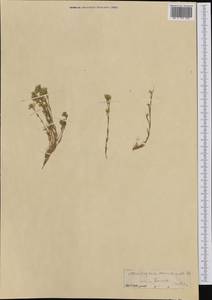 Minuartia mutabilis subsp. mutabilis, Западная Европа (EUR) (Швейцария)