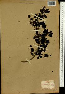 Akebia quinata (Houtt.) Decne., Зарубежная Азия (ASIA) (Япония)