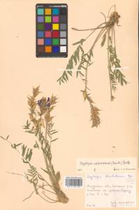 Остролодочник уральский (L.) DC., Сибирь, Дальний Восток (S6) (Россия)