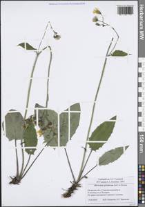 Яcтребинка рощевая (Jord. ex Boreau) Zahn, Восточная Европа, Центральный район (E4) (Россия)