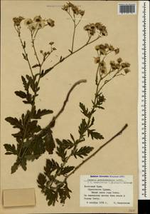 Jacobaea erucifolia subsp. grandidentata (Ledeb.) V. V. Fateryga & Fateryga, Крым (KRYM) (Россия)