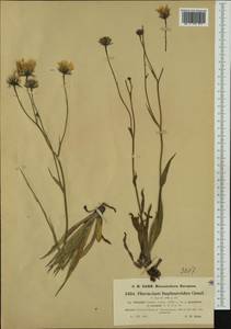 Hieracium bupleuroides subsp. schenkii (Griseb.) Nägeli & Peter, Западная Европа (EUR) (Швейцария)
