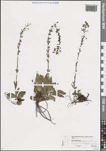 Вероника горечавковая Vahl, Кавказ, Краснодарский край и Адыгея (K1a) (Россия)