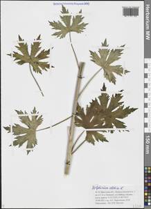 Живокость высокая L., Сибирь, Прибайкалье и Забайкалье (S4) (Россия)