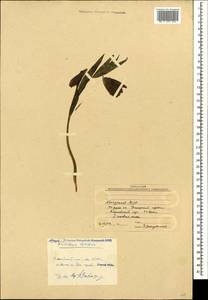 Рябчик широколистный Willd., Кавказ, Абхазия (K4a) (Абхазия)