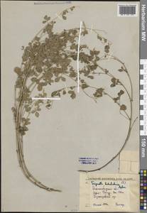 Trigonella badachschanica Afan., Средняя Азия и Казахстан, Западный Тянь-Шань и Каратау (M3) (Киргизия)